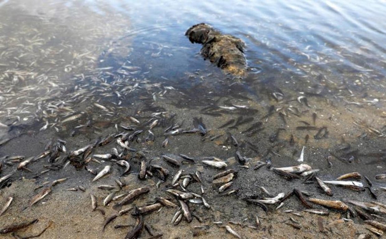 Peces muertos por falta de oxigenación en el mar Menor