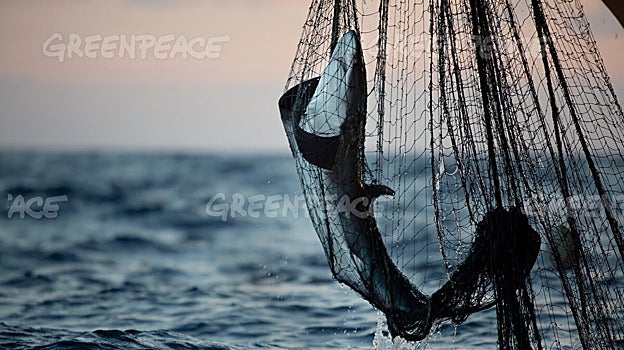 Un tiburón del Atlántico Norte atrapado en unas redes de pesca