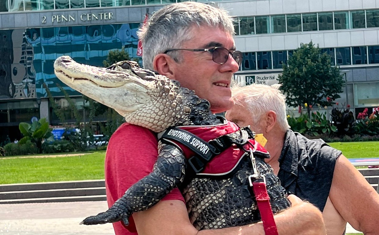 Wallygator, el caimán de apoyo emocional, que pasea por el parque como un perro