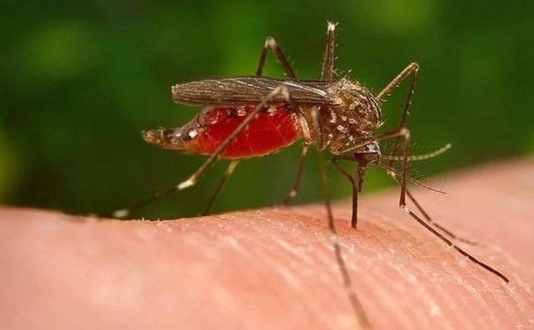 Por qué el mosquito es el animal más mortífero del mundo, según Bill Gates