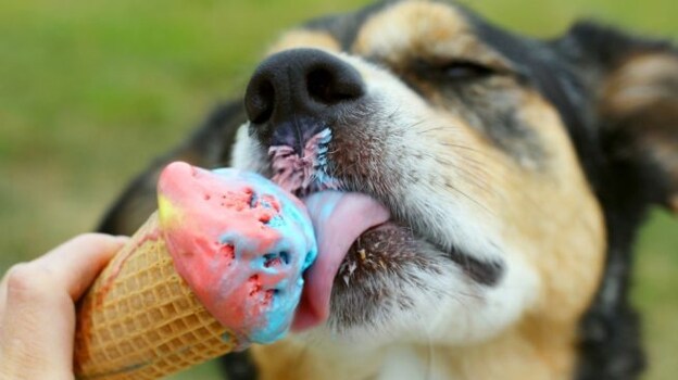 Un perro disfruta de un helado durante las altas temperaturas