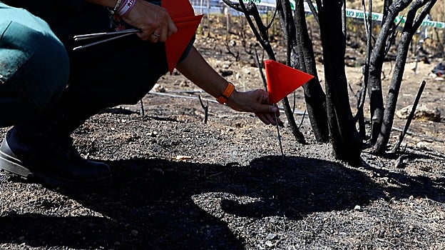 Uno de los agentes coloca una bandera roja cerca de un árbol afectado mayormente por uno de sus flancos