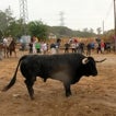 Tordesillas cambia el Toro de la Vega por un encierro que el Gobierno vigilará de cerca