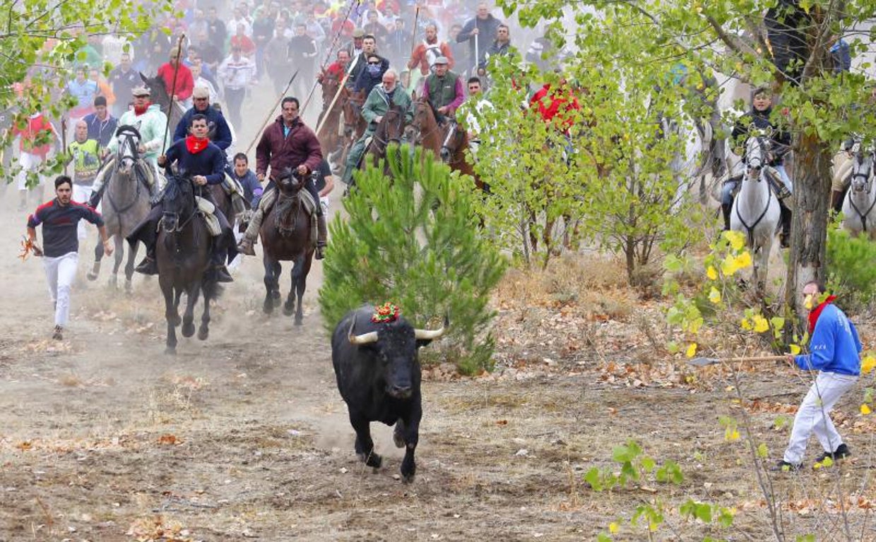 Celebración del Toro de la Vega, en Tordesillas, en el año 2015