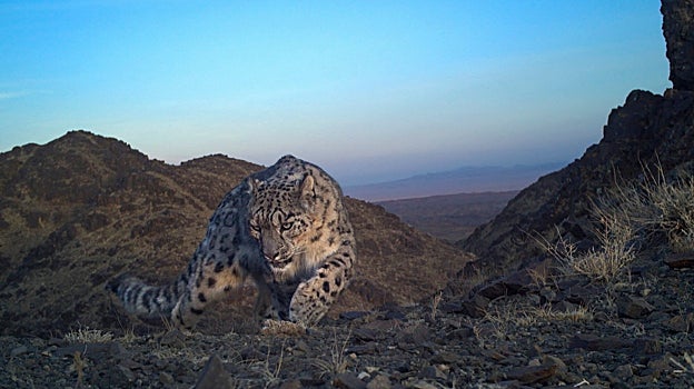 Leopardo de las nieves