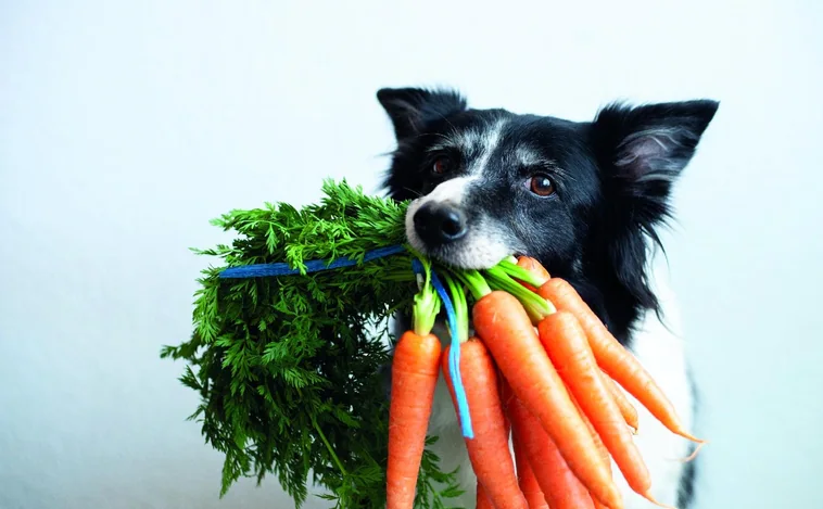 Comida vegetariana en mascotas: ¿Pueden los perros y gatos estar saludables sin carne?