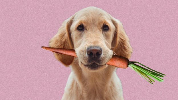 Comida vegetariana en mascotas: ¿Pueden los perros y gatos estar saludables sin carne?