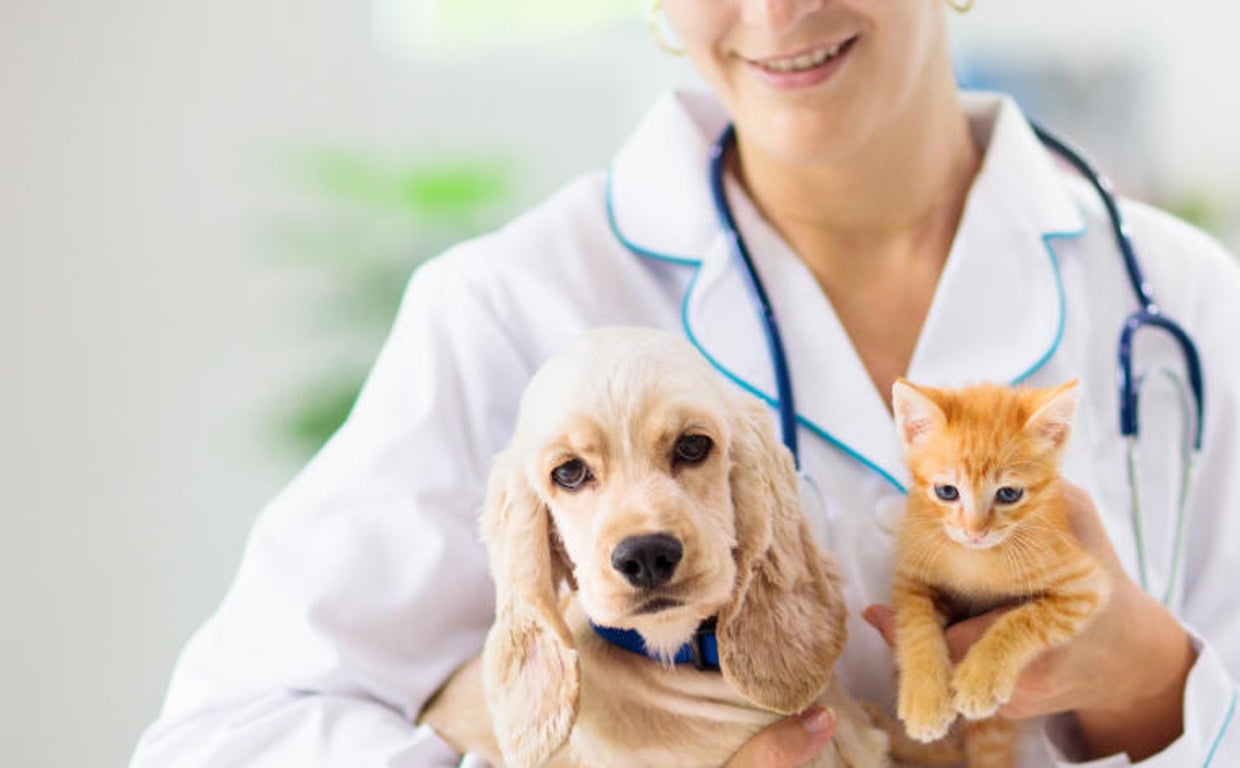 Un perro y un gato junto a una veterinaria