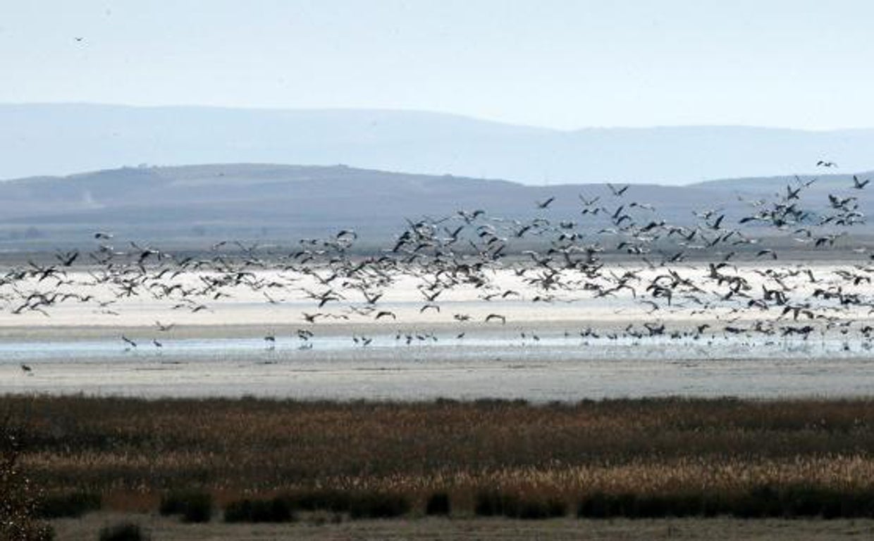 Grullas en la Laguna de Gallocanta a su llegada en otoño
