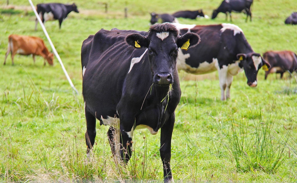 Una vaca pastando en un campo neozelandés