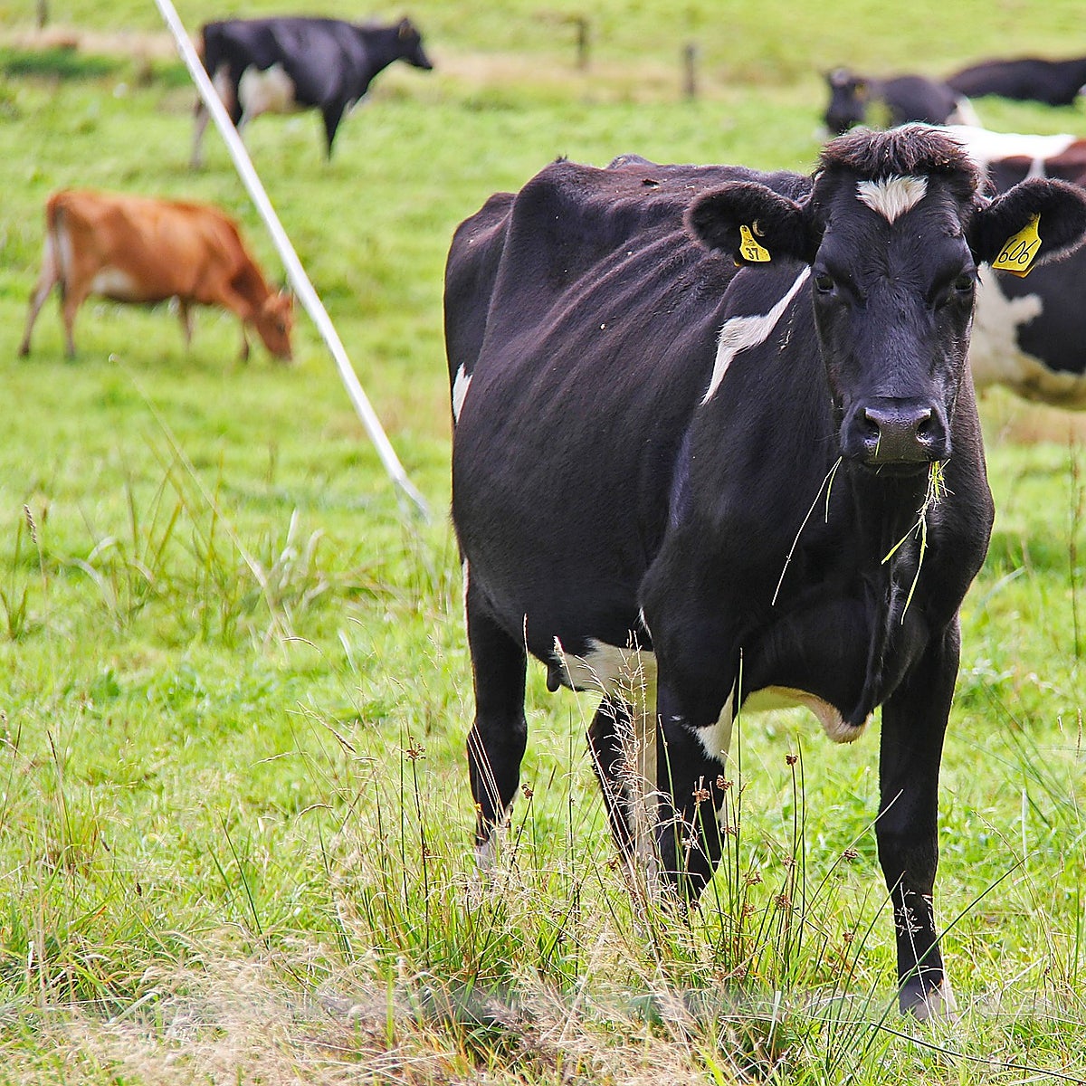 Nueva Zelanda diseña un impuesto a los eructos y gases de ovejas y vacas
