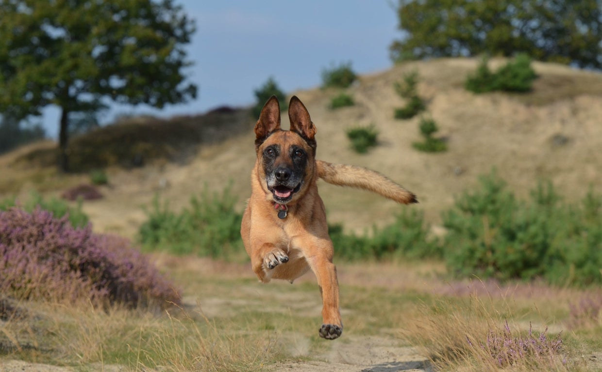 A juicio por ahorcar a su perro en Asturias
