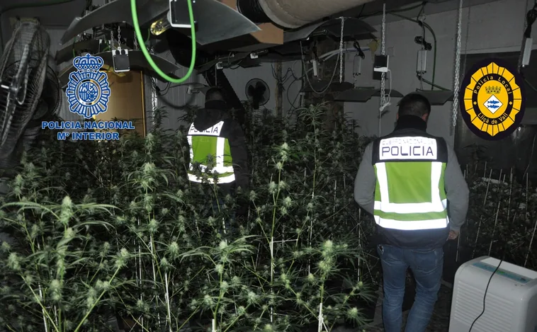Detenido en Granada el «electricista de la marihuana»: instalaba los aparatos para cultivar en las viviendas