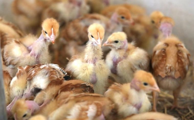 Confirmado el segundo contagio en humanos de gripe aviar en el brote de Guadalajara
