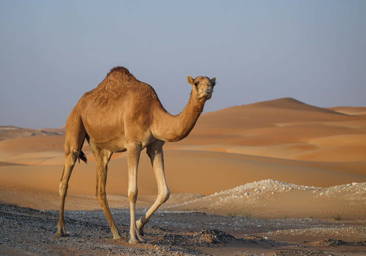 El 'virus del camello', la enfermedad letal que amenaza al Mundial de Qatar