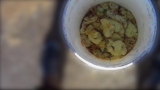 Varios de los animales en un cubo tras ser golpeados, algunos aún vivos