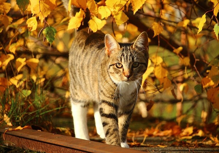 A los gatos también se les cae el pelo en otoño: todo lo que tienes que saber para que no sea un problema