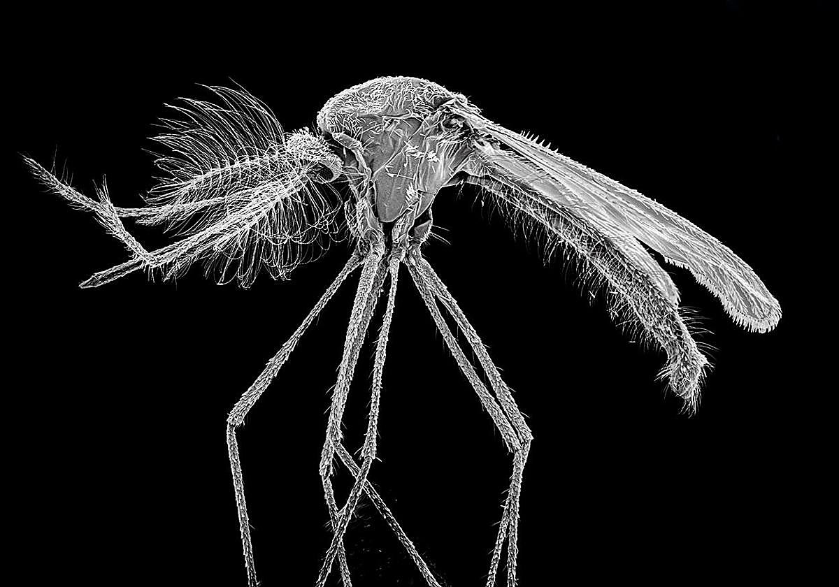 Un simple análisis de sangre podría descubrir el cáncer, el alzhéimer y el párkinson