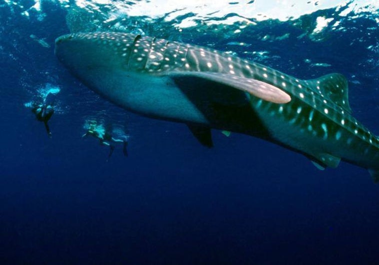 Rescatan el primer ejemplar de tiburón ballena hallado en el Mediterráneo