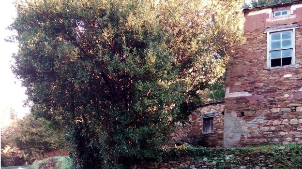 El pueblito de lucense qu4e adquirió Mili