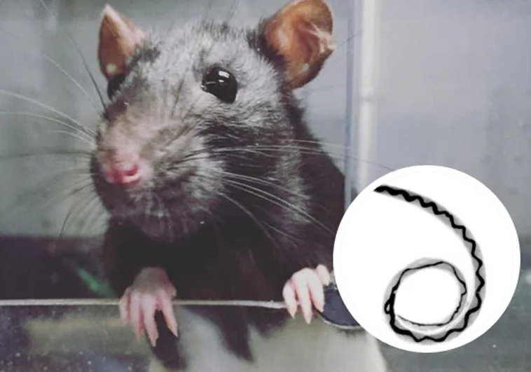 El gusano pulmonar de la rata, detectado en España: estas son las enfermedades que provoca este parásito