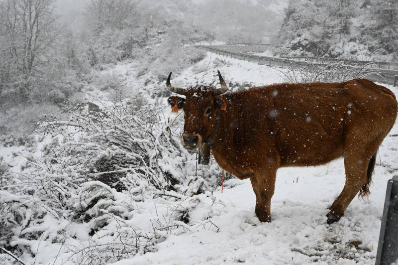 Una vaca pasta en un prado completamente cubierto de nieve junto a la carretera en Riaño, León