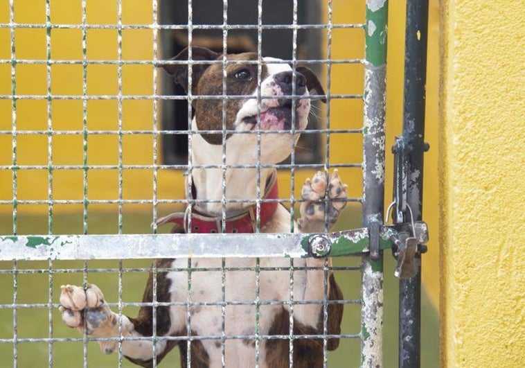 Uno de cada tres mascotas regaladas durante Navidad acaban en las protectoras