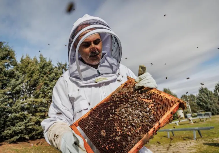 Vacunas para abejas: la revolución que se prueba en Guadalajara