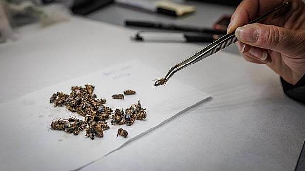 Análisis de un grupo de abejas en el laboratorio