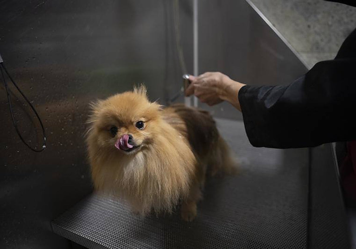La higiene es fundamental para el bienestar de las mascotas