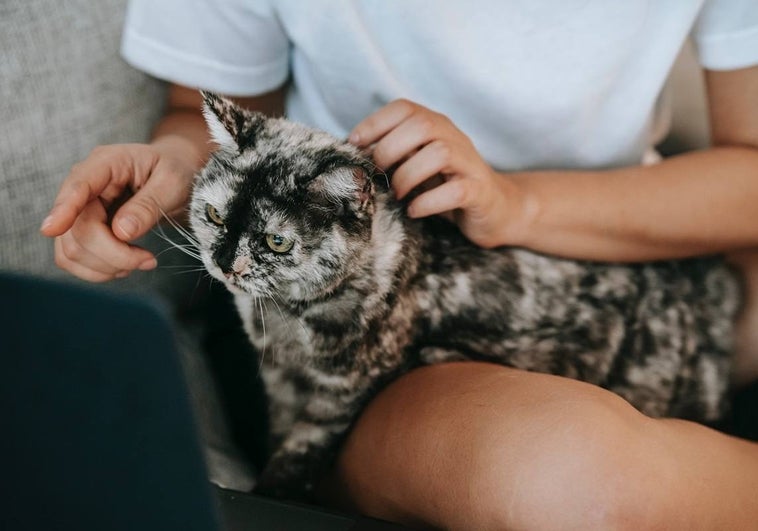 Los cinco pasos para que un gato sea feliz