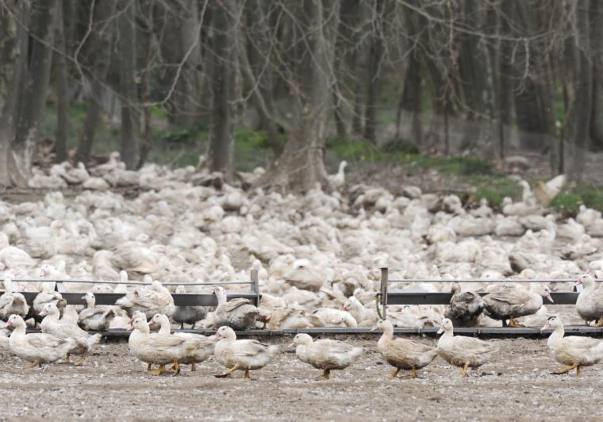 Vuelve el H5N1: el virus aviar que pone de nuevo en vilo al mundo