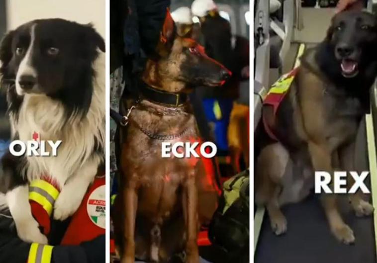 Orly, July o Rex: los perros de rescate que buscan vida entre los escombros tras el terremoto
