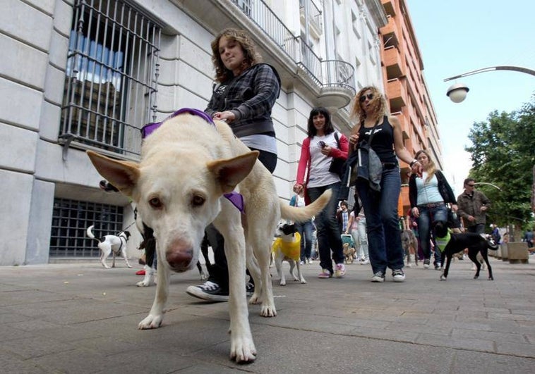 ¿Es el Ibuprofeno peligroso para nuestras mascotas?