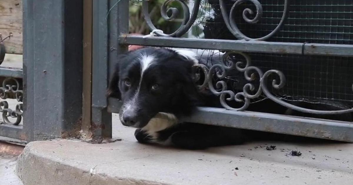 Cuánto tiempo puedo dejar a mi perro solo en casa? Esto dice la nueva Ley  animal