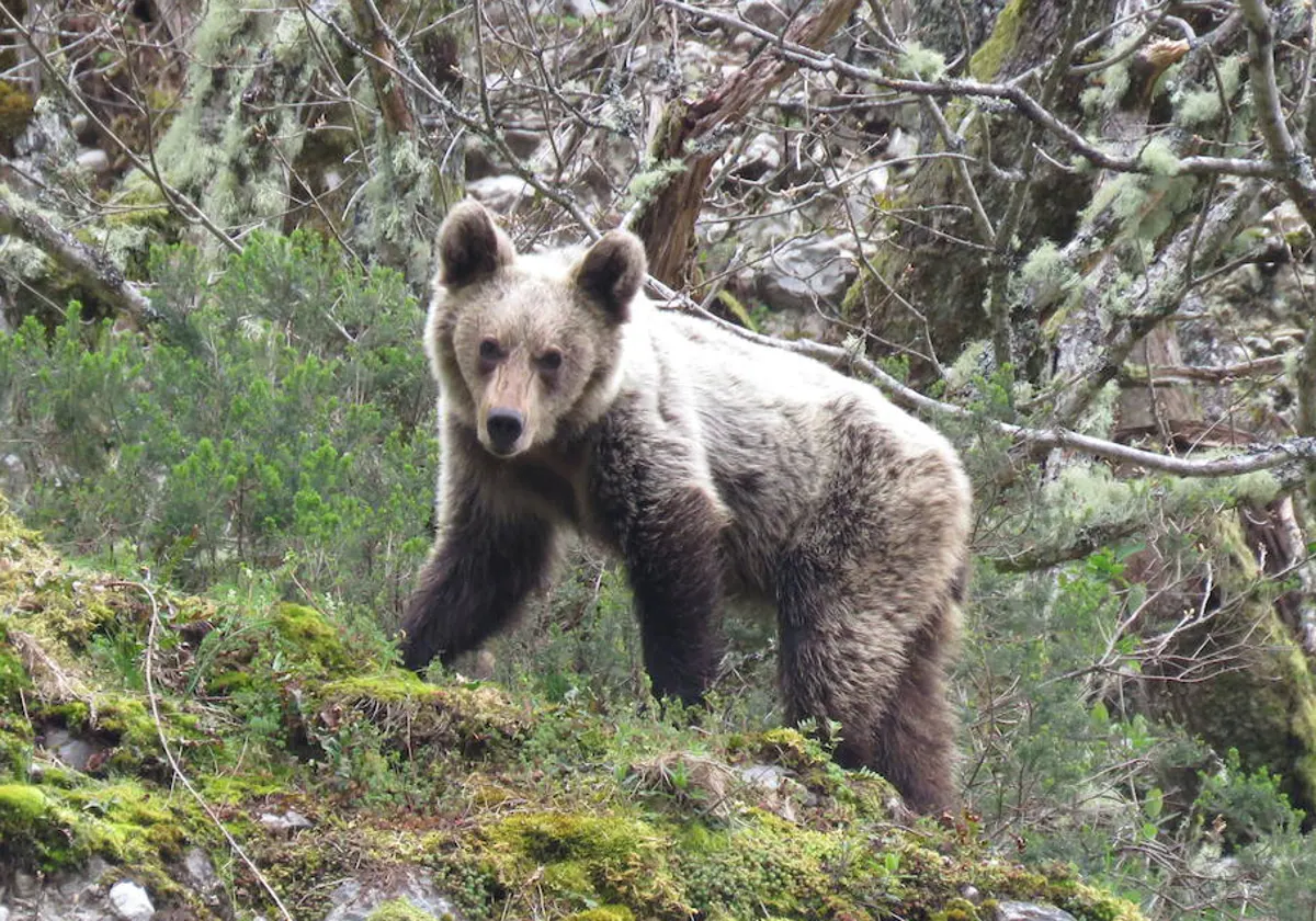 El experimento alimentario para que el oso pardo resista al cambio climático