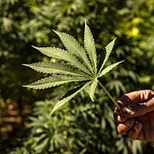 PSOE y PP rechazan en el Congreso la regulación del cannabis terapéutico y recreativo: «Son dos debates distintos»