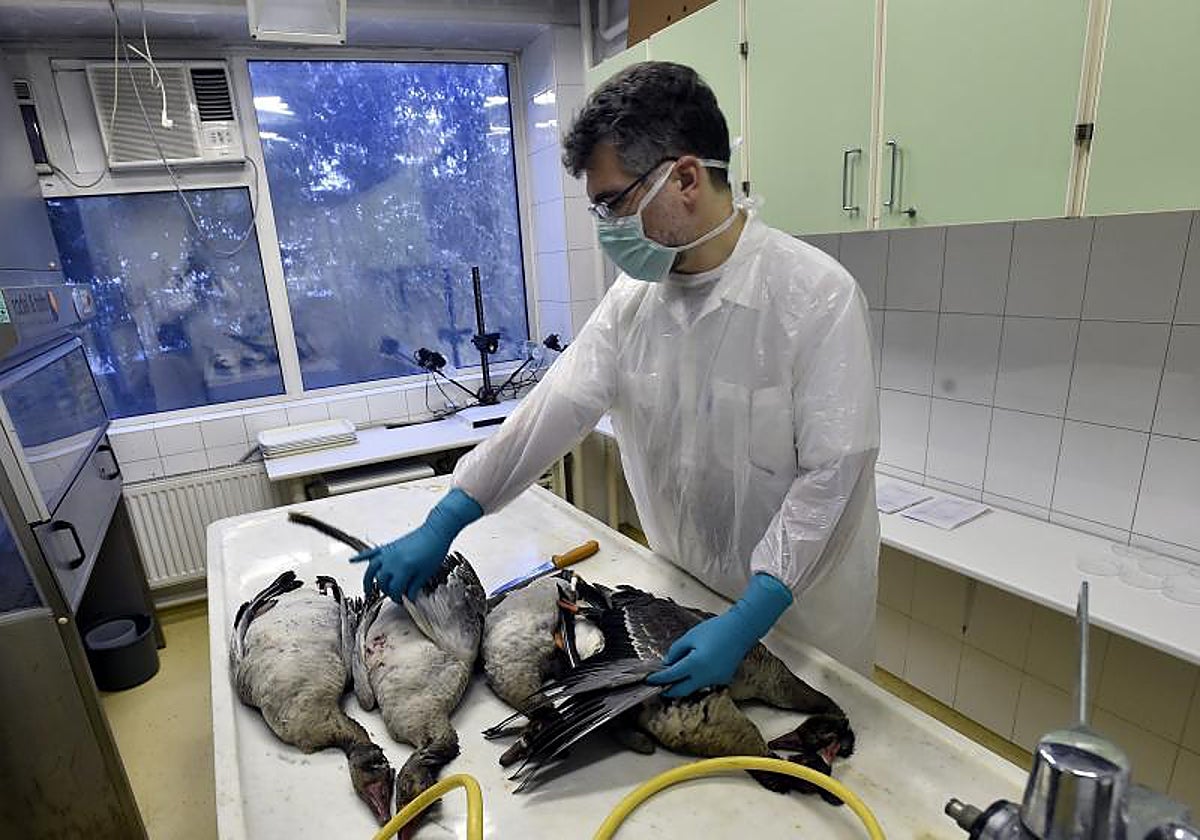 Análisis de aves afectadas por la cepa de gripe aviar en un laboratorio de Budapest, Hungría