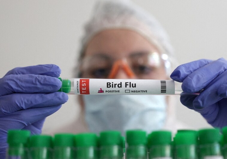 La OMS trabaja en una vacuna contra la gripe aviar en caso de epidemia