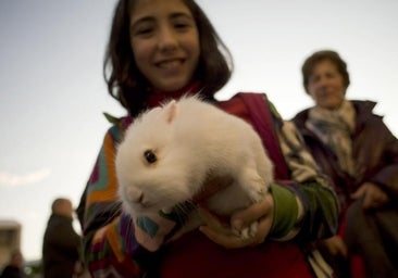 Así queda definitivamente la ley de bienestar animal tras su paso por el Congreso