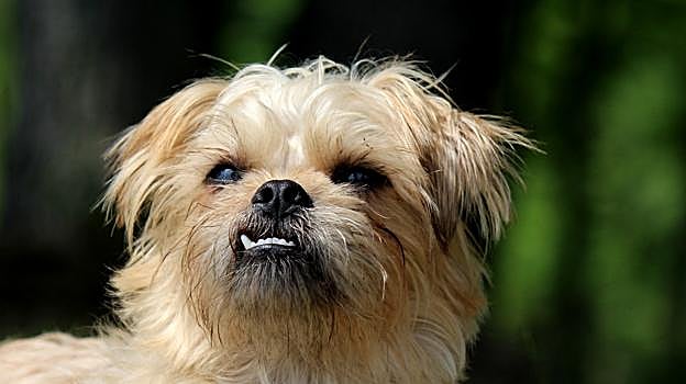 Una imagen de un grifón de Bruselas