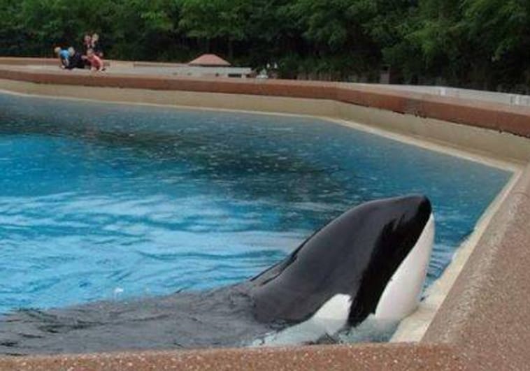 Muere Kiska, la orca «más solitaria del mundo» tras pasar más de 11 años aislada en un acuario