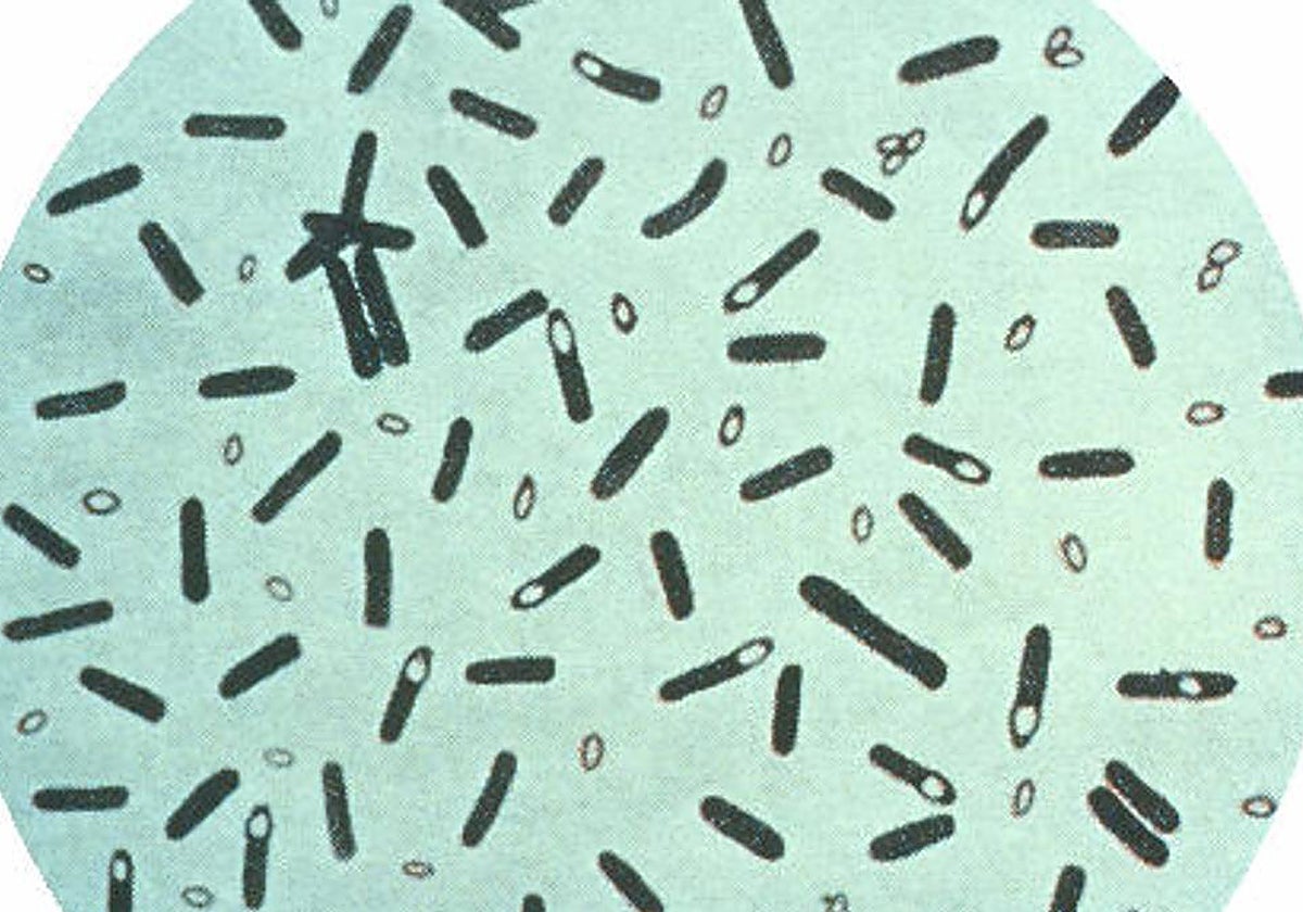 Bacterias de la especie «Clostridium botulinum», una de las productoras de estas neurotoxinas