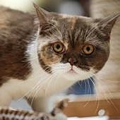 ¿Será obligatorio esterilizar a los perros y los gatos con la nueva Ley de bienestar animal?