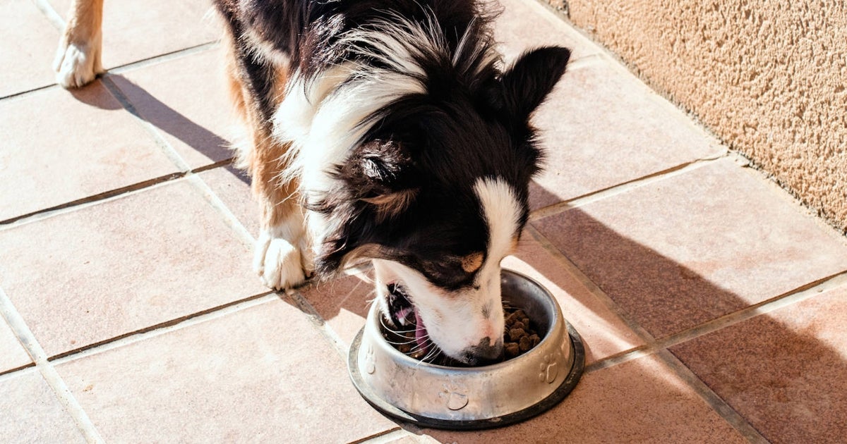 mi perro necesita un comedero elevado