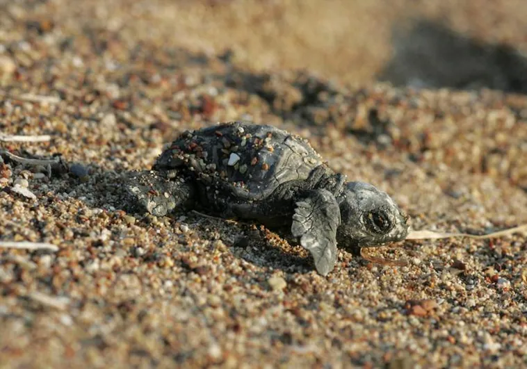 España prepara su costa para el 'baby boom' de la tortuga boba
