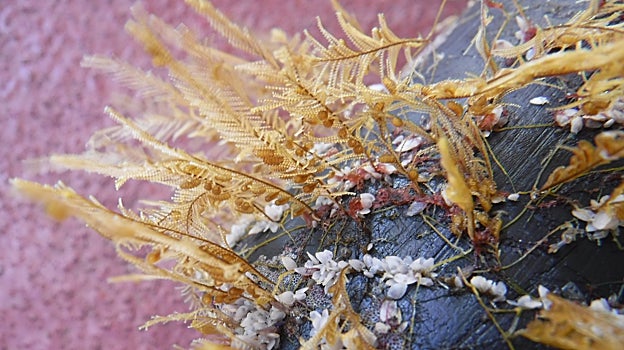 El hidrozoo costero Aglaophenia pluma y percebes de cuello de cisne en el plástico flotante