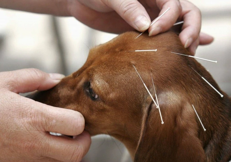 Los efectos de la acupuntura en perros, gatos y otros animales