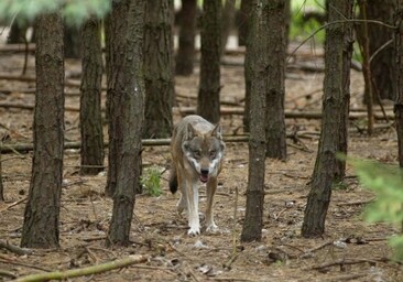 Alemania permite la caza de lobos con sólo una oveja herida