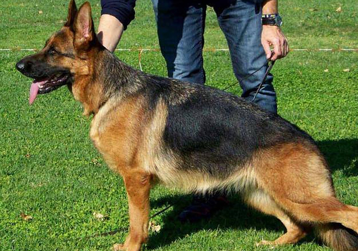Un ejemplar de pastor alemán en una imagen de archivo